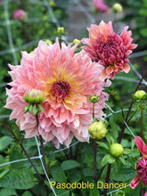 Load image into Gallery viewer, Dahlia &#39;Pasa Doble Dancer&#39; decorative large flowered - 3 tubers - Free delivery within the UK