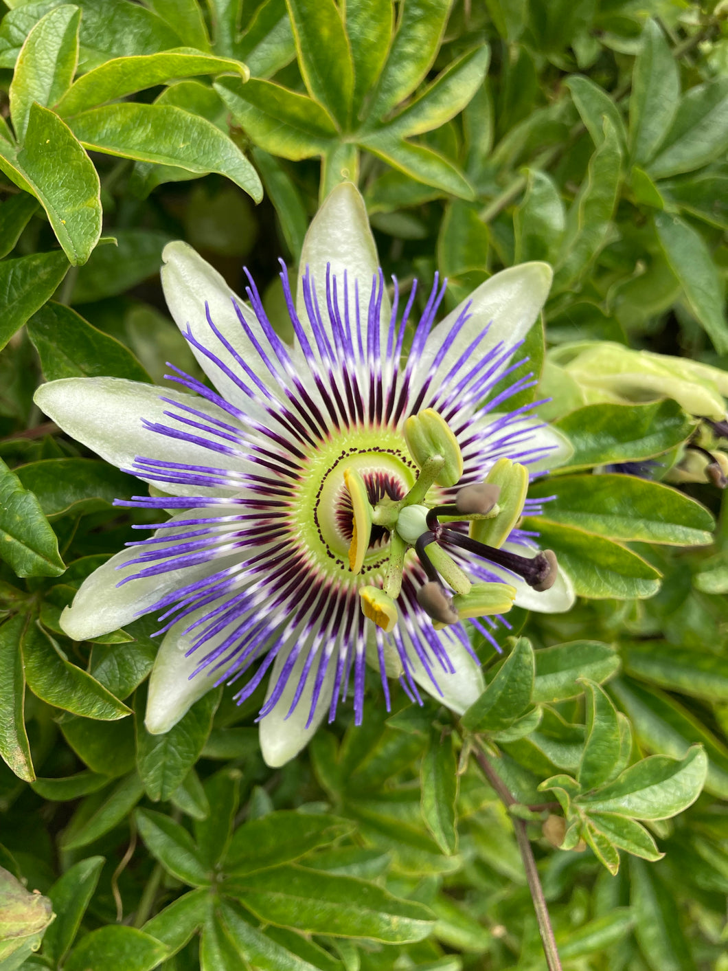 Passion Flower (Passiflora caerulea) in a 2 litre Pot - Free delivery within the UK