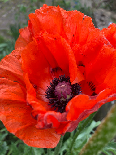 Large ornamental Poppy (Papaver orientale) - 5 roots - Free delivery within the UK