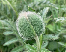 Load image into Gallery viewer, Red ornamental Poppy (Papaver orientale) - 2 plants - Free delivery within the UK
