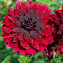 Load image into Gallery viewer, Dahlia &#39;Rip City&#39; semi-cactus flowered - 3 tubers - Free delivery within the UK