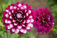 Load image into Gallery viewer, Dahlia &#39;Ryan C&#39; decorative medium flowered - 3 tubers - Free delivery within the UK