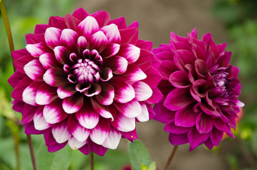 Dahlia 'Ryan C' decorative medium flowered - 3 tubers - Free delivery within the UK