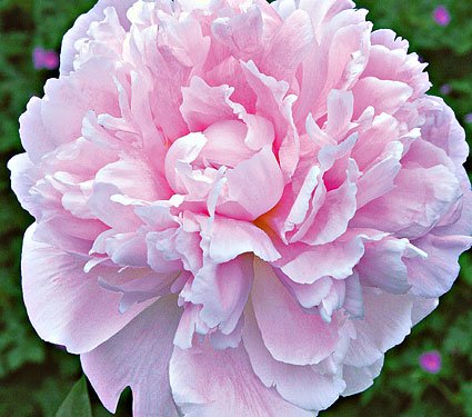Pink Peony 'Sarah Bernhardt' - 1, 2 or 3 Budding Roots - Free Delivery within the UK