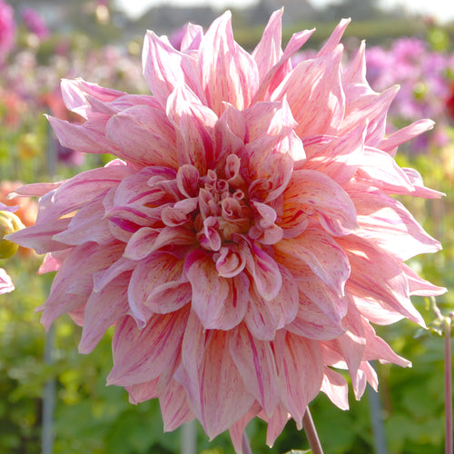 Dahlia 'Striped Emory Paul' decorative dinnerplate flowered - 3 tubers - Free delivery within the UK