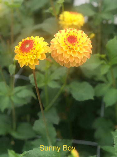 Dahlia 'Sunny Boy' ball flowered - 3 tubers - Free delivery within the UK