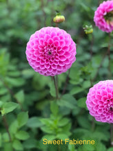 Load image into Gallery viewer, Dahlia &#39;Sweet Fabienne&#39; ball flowered - 3 tubers - Free delivery within the UK