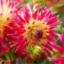 Load image into Gallery viewer, Dahlia &#39;Tahiti Sunrise&#39; semi-cactus flowered - 3 tubers - Free delivery within the UK