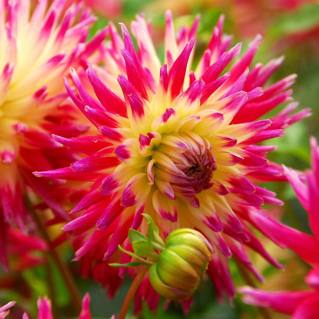 Dahlia 'Tahiti Sunrise' semi-cactus flowered - 3 tubers - Free delivery within the UK