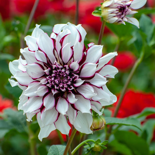 Dahlia 'Tartan' decorative large flowered - 3 tubers - Free delivery within the UK