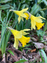 Load image into Gallery viewer, Wild Daffodil or Tenby (Narcissus obvallaris) - 5, 10 or 30 bulbs - Free delivery within the UK