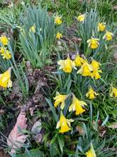 Load image into Gallery viewer, Wild Daffodil or Tenby (Narcissus obvallaris) - 5, 10 or 30 bulbs - Free delivery within the UK
