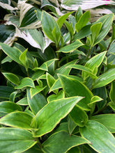 Load image into Gallery viewer, Toad Lily or Tricyrtis formosana 'Gilt Edge' - 1, 2 or 3 bare root - Free delivery within the UK