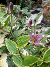 Load image into Gallery viewer, Toad Lily or Tricyrtis formosana 'Gilt Edge' - 1, 2 or 3 bare root - Free delivery within the UK