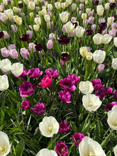 Load image into Gallery viewer, Mixed colours of Tulip - 10, 20 or 30 bulbs - Free delivery within the UK