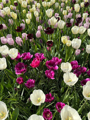 Mixed colours of Tulip - 10, 20 or 30 bulbs - Free delivery within the UK