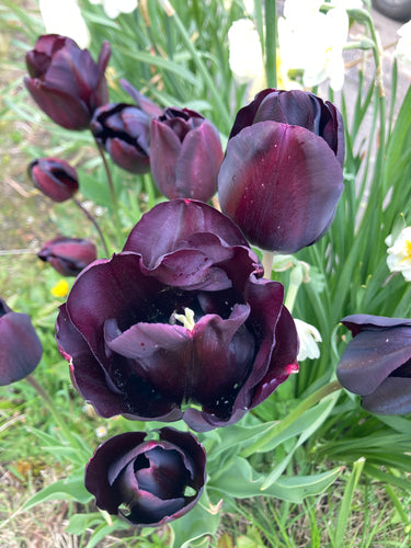 Tulip tall black 'Queen of The Night' - 10, 20 or 30 bulbs - Free delivery within the UK