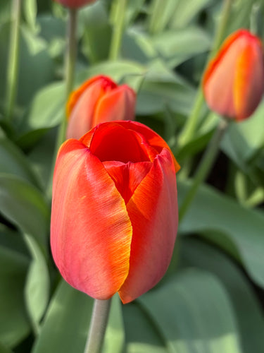 Tulip 'Ad Rem' - 10, 15 or 20 bulbs - Free delivery within the UK