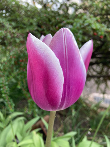 Tulip 'Ballade' - 10, 20 or 30 bulbs - Free delivery within the UK