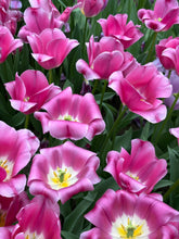 Load image into Gallery viewer, Tulip &#39;Barcelona&#39; - 10, 15 or 20 bulbs - Free delivery within the UK