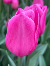 Load image into Gallery viewer, Tulip &#39;Barcelona&#39; - 10, 15 or 20 bulbs - Free delivery within the UK