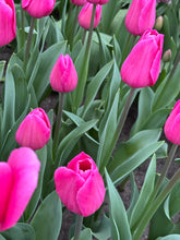 Load image into Gallery viewer, Tulip &#39;Barcelona&#39; - 10, 15 or 20 bulbs - Free delivery within the UK