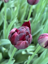 Load image into Gallery viewer, Tulip &#39;Black Hero&#39; - 10, 20 or 30 bulbs - Free delivery within the UK