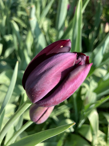 Tulip 'Black Hero' - 10, 20 or 30 bulbs - Free delivery within the UK