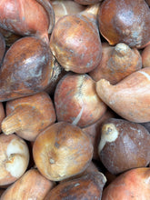 Load image into Gallery viewer, Mixed colours of Tulip - 10, 20 or 30 bulbs - Free delivery within the UK