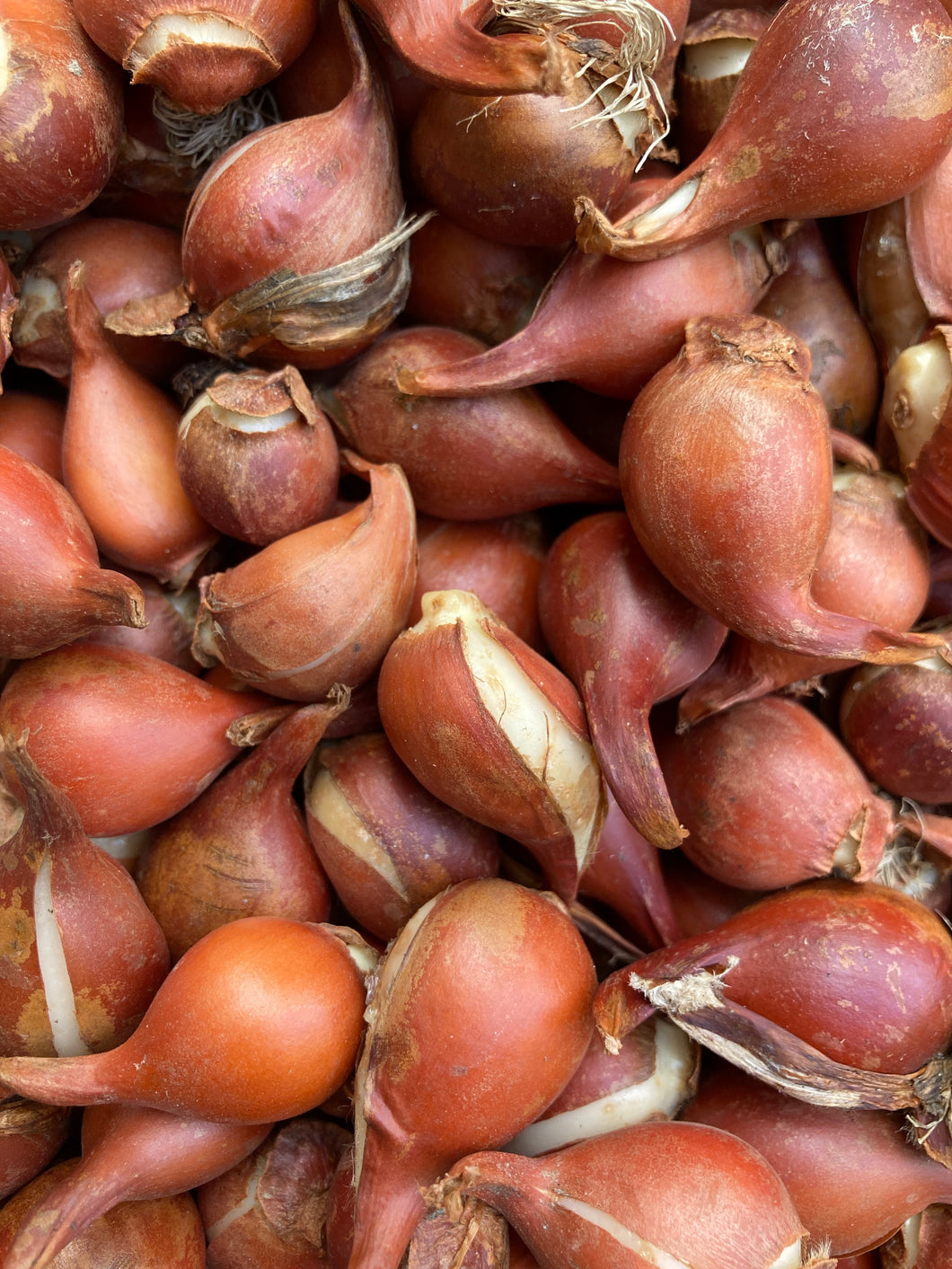 Tulip 'Tinka' - 10, 15 or 20 bulbs - Free delivery within the UK