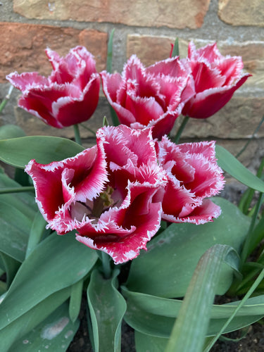 Tulip 'Canasta' - 10, 20 or 30 bulbs - Free delivery within the UK