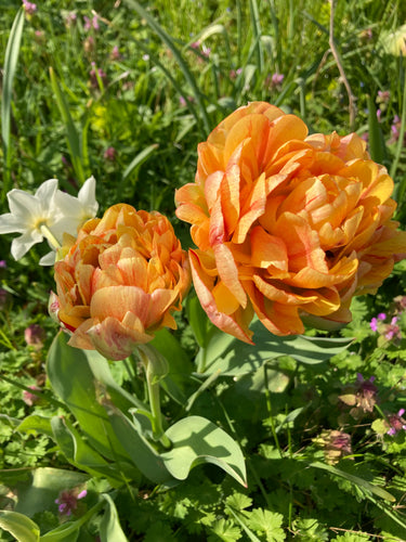 Tulip 'Gudoshnik Double' - 10, 20 or 30 bulbs - Free delivery within the UK