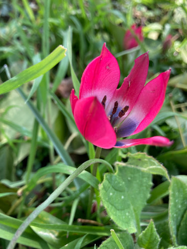 Tulip 'Little Beauty' - 10, 15 or 20 bulbs - Free delivery within the UK