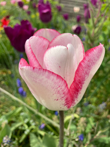 Tulip 'Mata Hari' - 10, 20 or 30 bulbs - Free delivery within the UK