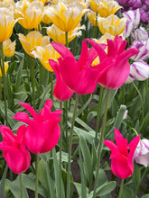 Load image into Gallery viewer, Mixed colours of Lily-Flowered Tulip - 10, 20 or 30 bulbs - Free delivery within the UK