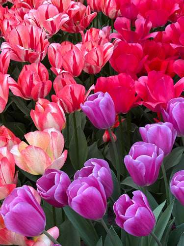 Mixed colours Tulip - Pastel Mix - 10, 20 or 30 bulbs - Free delivery within the UK