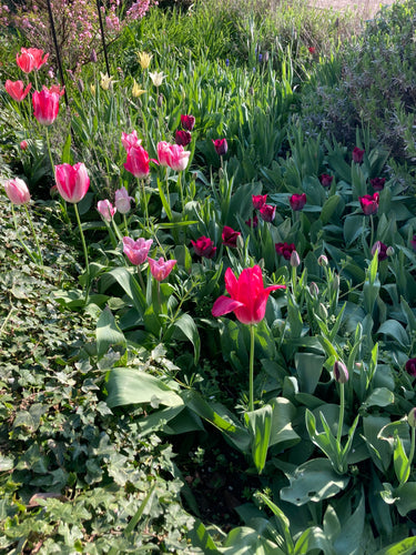 Mixed colours of Tulip- 10, 20 or 30 bulbs - Free delivery within the UK