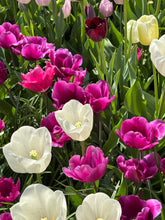 Load image into Gallery viewer, Mixed colours of Tulip - 10, 20 or 30 bulbs - Free delivery within the UK