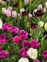 Load image into Gallery viewer, Mixed colours of Tulip - 10, 20 or 30 bulbs - Free delivery within the UK