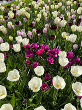 Load image into Gallery viewer, Mixed colours of Tulip - 10, 20 or 30 bulbs - Free delivery within the UK