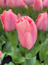 Load image into Gallery viewer, Tulip &#39;Mystic van Eijk&#39; - 10, 15 or 20 bulbs - Free delivery within the UK