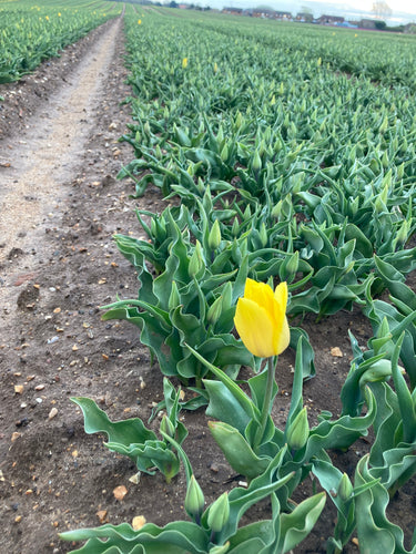 Tulip 'Novi Sun' - 10, 15 or 20 bulbs - Free delivery within the UK