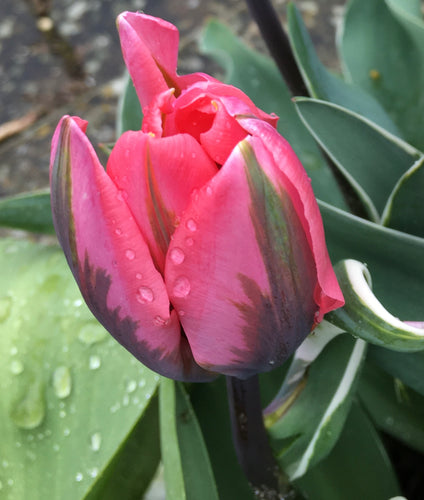 Tulip 'Pretty Princess' - 10, 20 or 30 bulbs - Free delivery within the UK