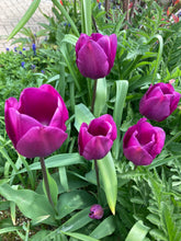 Load image into Gallery viewer, Tulip &#39;Purple Prince&#39; - 10, 20 or 30 bulbs - Free delivery within the UK