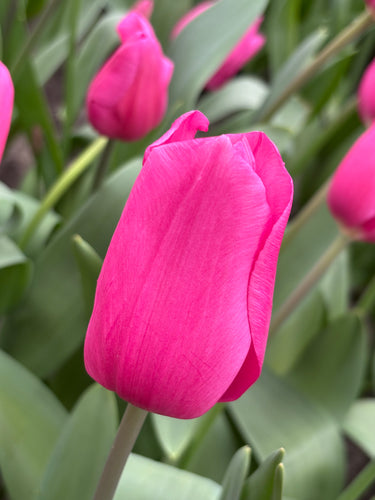 Tulip 'Purple Raven' - 10, 15 or 20 bulbs - Free delivery within the UK