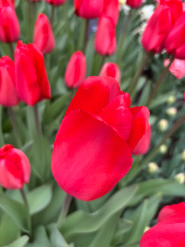 Tulip 'Red Impression' - 10, 15 or 20 bulbs - Free delivery within the UK