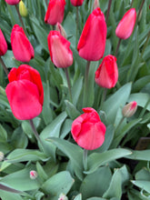 Load image into Gallery viewer, Tulip &#39;Red Impression&#39; - 10, 15 or 20 bulbs - Free delivery within the UK