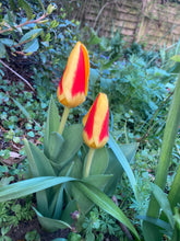 Load image into Gallery viewer, Tulip &#39;Showtime&#39; - 10, 20 or 30 bulbs - Free delivery within the UK