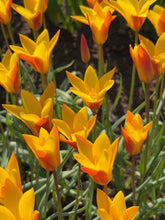 Load image into Gallery viewer, Tulip clusiana &#39;Chrysantha&#39; - 10, 15 or 20 bulbs - Free delivery within the UK