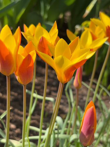 Tulip clusiana 'Chrysantha' - 10, 15 or 20 bulbs - Free delivery within the UK